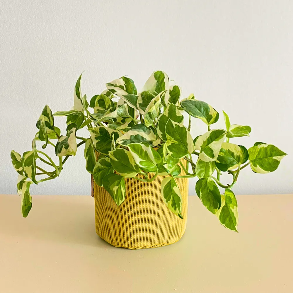 Epipremnum n'joy 30cm + pot respirant jaune ø15cm